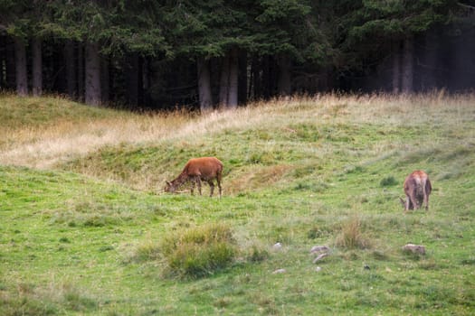 Deer pasturing in the Paneveggio park