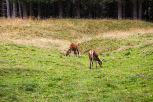 Deer pasturing in the Paneveggio park
