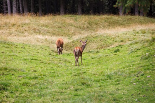 Deer pasturing in the Paneveggio park