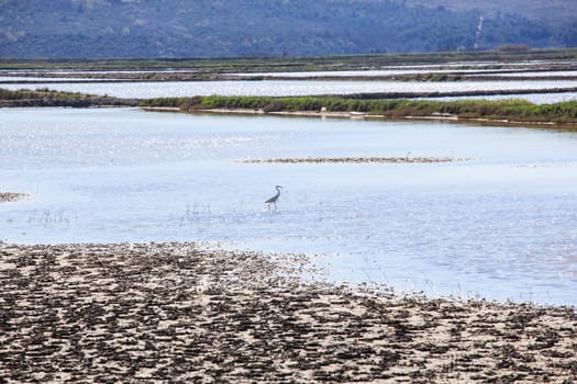 View of heron in the Salt evaporation ponds in Secovlje, Slovenia