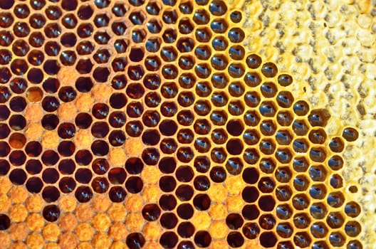 details of unfinished honey in honeycombs