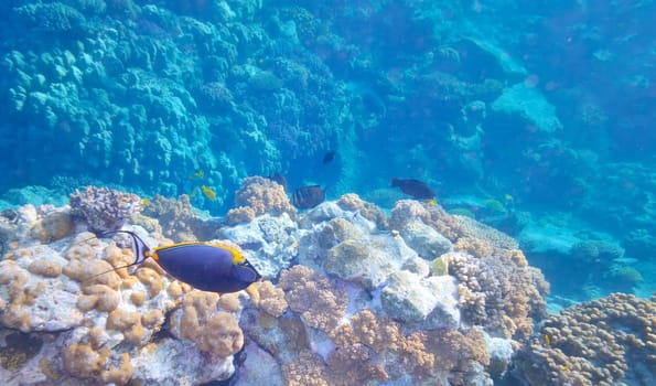 Tropical Fish and Coral Reef  in warm water