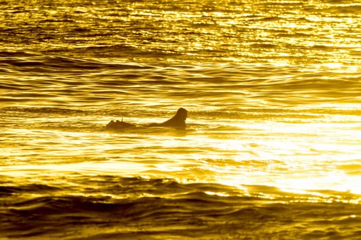 Backlight Silhouette Surfer in the Ocean at Sunset