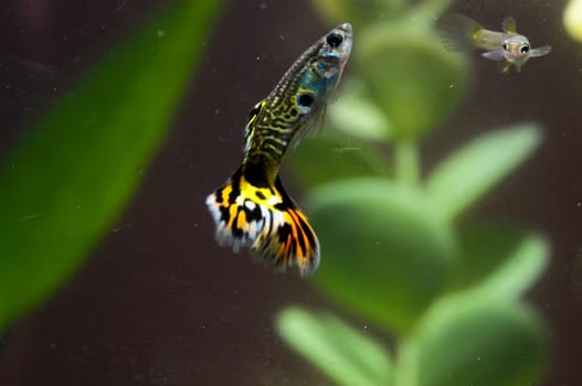 Guppy Multi Colored Fish in a Tropical Acquarium