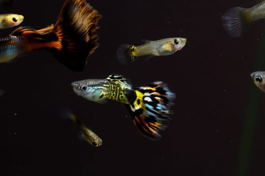 Guppy Multi Colored Fish in a Tropical Acquarium
