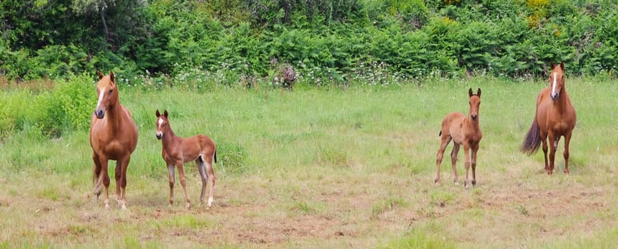 Horse - horse 29