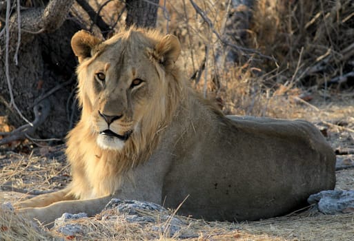 Young male lion (Panthera leo) lying in the grass, Etosha National Park, Namibia