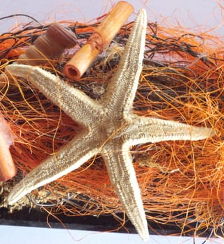 Starfish as in bycatch during fishing.