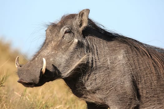 Warthog with ugly face and coarse body hair