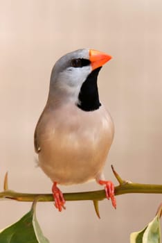 Heck's Grassfinch bird perched on a leafy teig