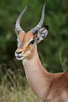 Portrait of an alert young impala antelope in Africa