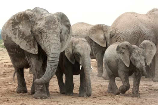 Two playful baby African elephants running with their mother