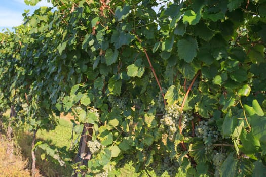 View of vineyards in Friuli Venezia Giulia, Italy