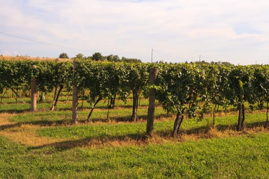 View of vineyards in Friuli Venezia Giulia, Italy