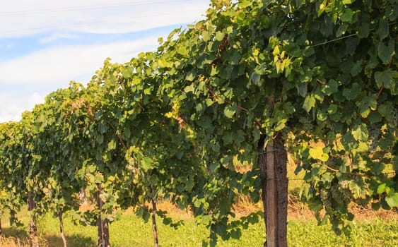 View of vineyards in Friuli Venezia Giulia, Italy