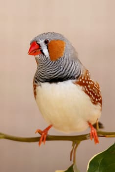 Beautiful male zebra fich bird perched on a teig with leaves