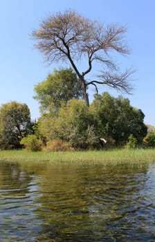 Okavango Delta water and "Cyperus papyrus"" plant landscape. North of Botswana."