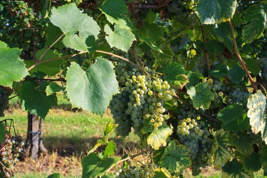 View of vineyards in Friuli Venezia Giulia, Italy