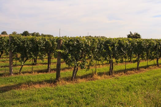 View of vineyards in Friuli Venezia Giulia, Italy