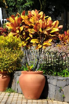 Terracotta Vases with Plants on an Urban Garden