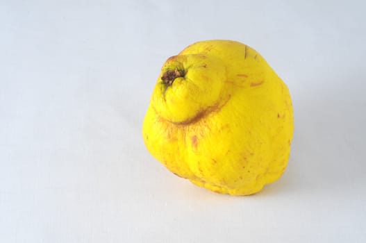 Very Ripe Healthy cedar on a White Background