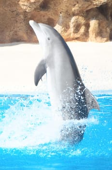 Funny Dolphins Swimming on a very Blue Water