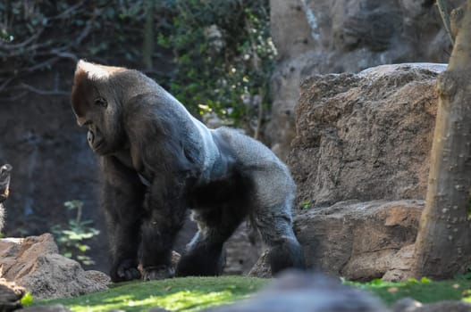 Strong Adult Black Gorilla on the Green Floor