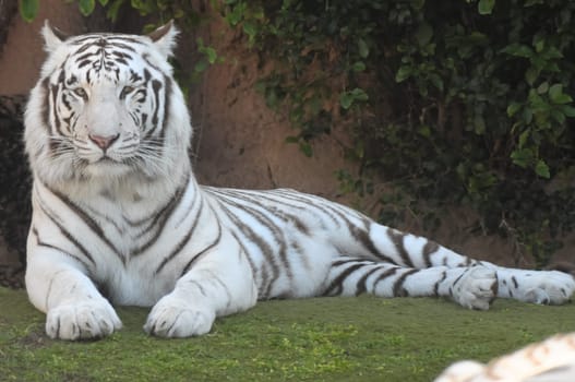 Rare Black and White Striped Adult Tiger