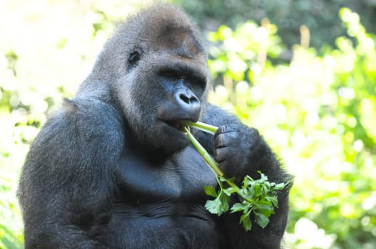 Strong Adult Black Gorilla on the Green Floor