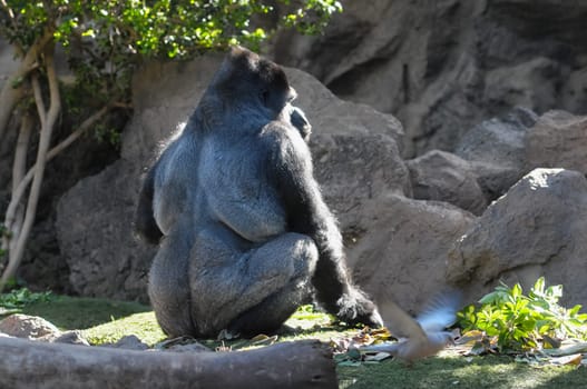 Strong Adult Black Gorilla on the Green Floor