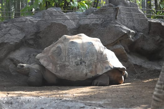 Very Big Galapagos Turtle on the Floor