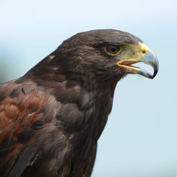 Harris Hawk (bird of prey) head detail.