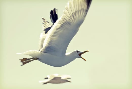 Vintage photo of flying seagulls