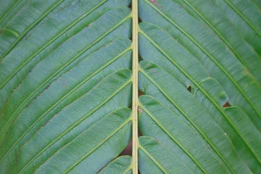 Fern leaf texture, Natural abstraction in forest