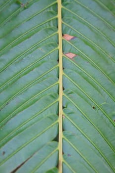 Fern leaf texture, Natural abstraction in forest