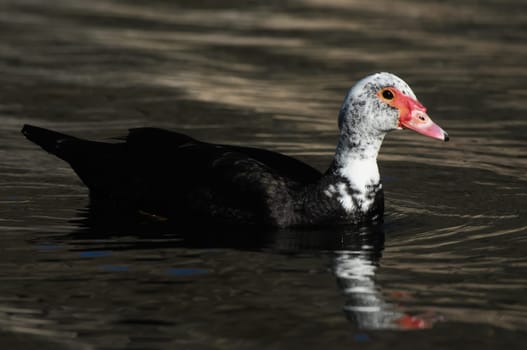 Muscovy Duck (Cairina moschata) on a Dark Black Water