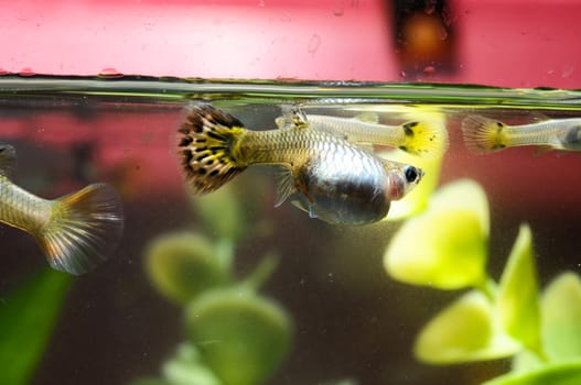 Guppy Multi Colored Fish in a Tropical Acquarium
