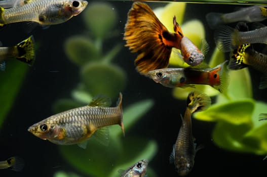 Guppy Multi Colored Fish in a Tropical Acquarium