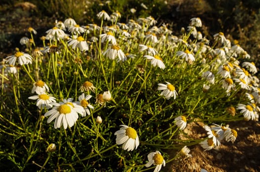Some Fresh Yellow and White Camomilla Daisy Flowers