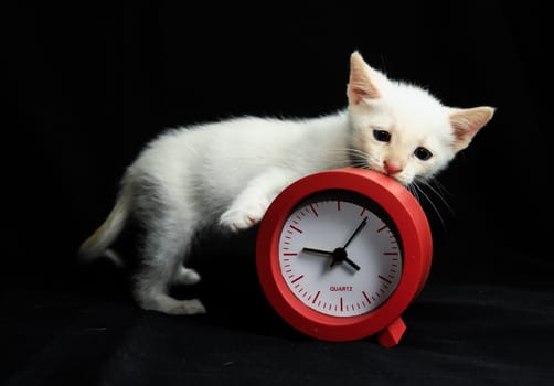White Young Baby Cat on a Black Background