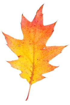 Colorful autumn  leaf isolated on white background