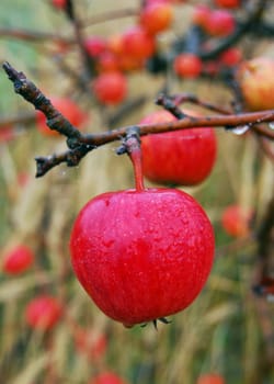 Red apple on the tree