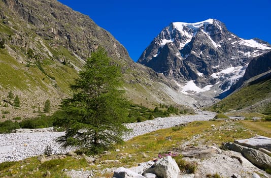 Mont Collon with mountain pine