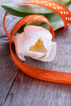 White Tulip with Orange Ribbon, Easter Background with Copy Space