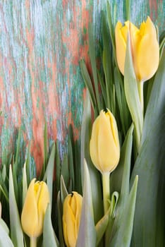 Yellow Tulips on a Wooden Green Background with Copy Space