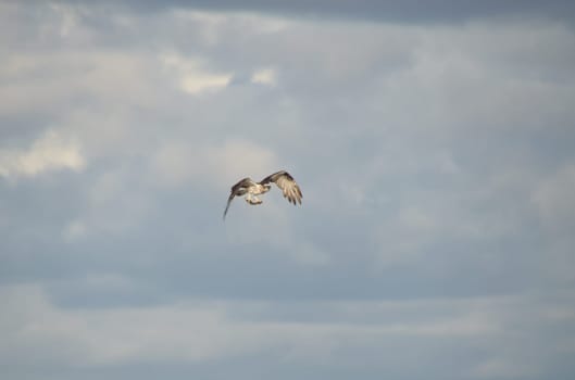 Osprey with prey