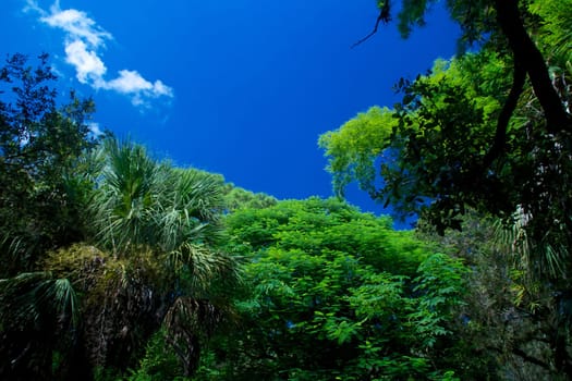A polarized image of sky above vivid colorful trees in tropical florida. Effect was achieved with circular polarizer.