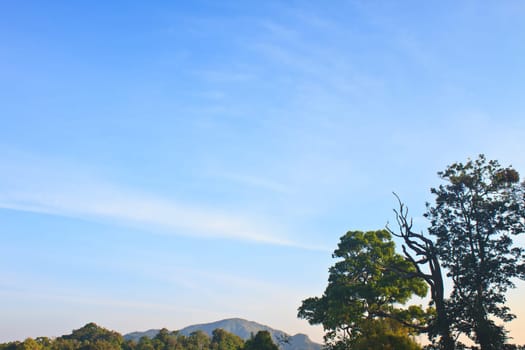 green forest and blue sky background