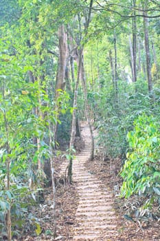 Stairway to jungle, in national park, Thailand