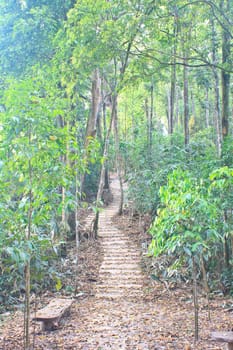 Stairway to jungle, in national park, Thailand